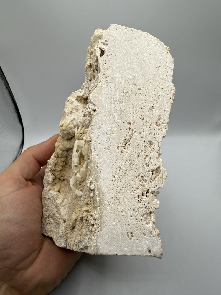 Authentic Potamon Fossil Crab Collection