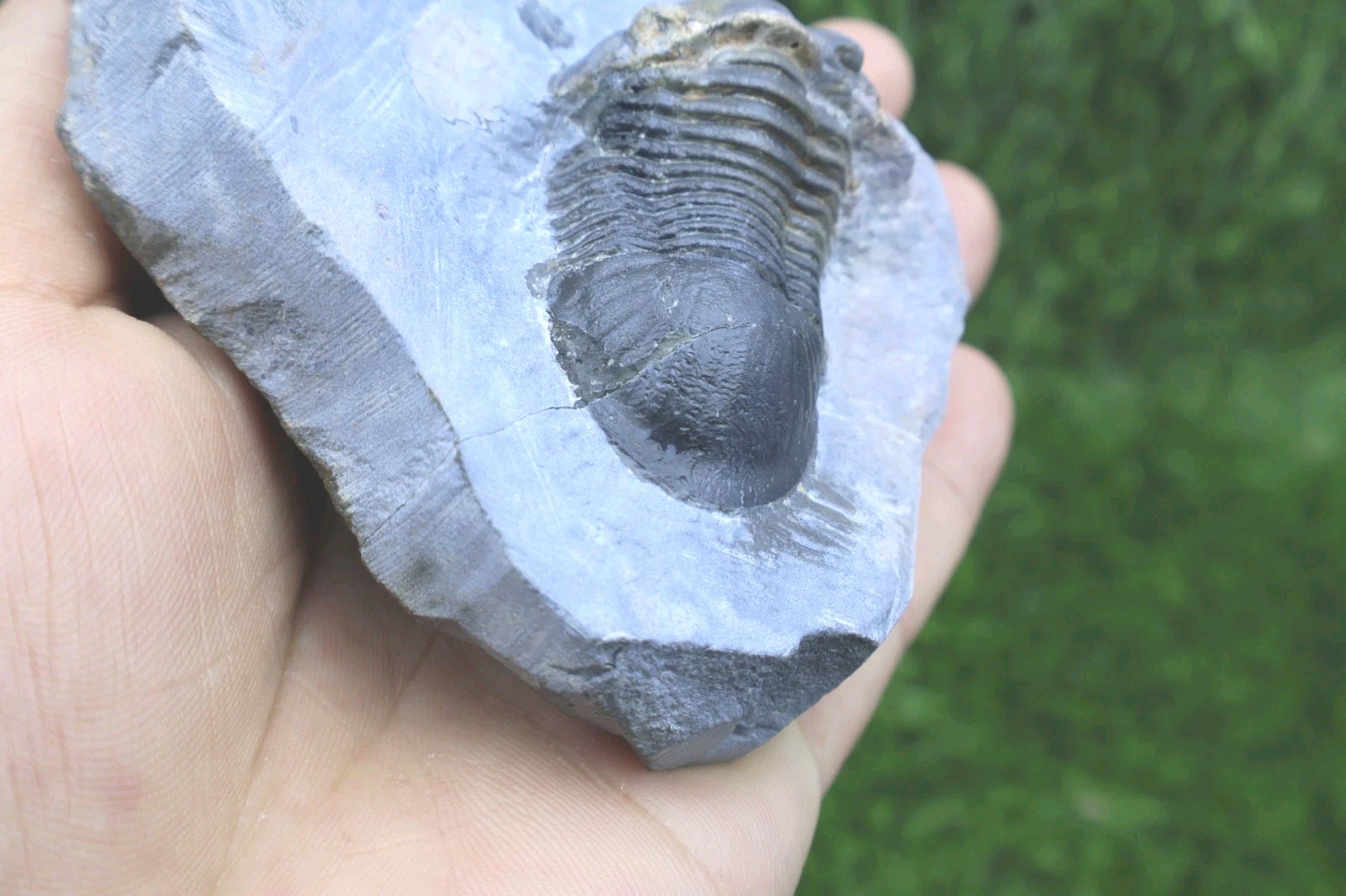 Trilobite Paralejurus trilobite fossil Devonian trilobite from Moroccan Fossil