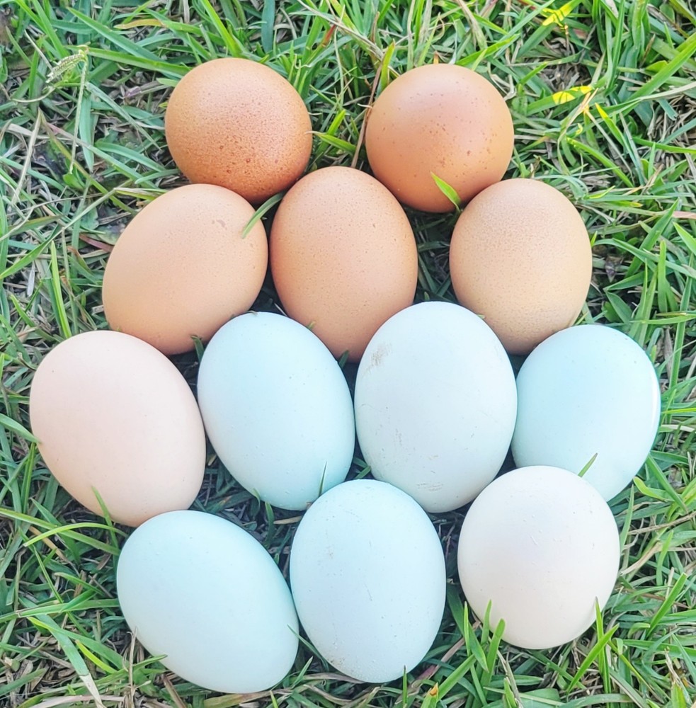 Fertile Chicken Eggs 10+ Colorful Assort. BYM Easter Egger Roo/Marans/Mixes