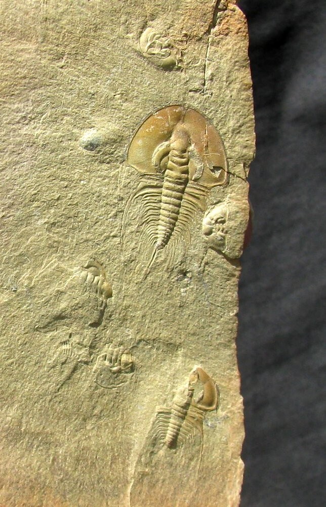 EXTINCTIONS- MULTIPLE LOWER CAMBRIAN OLENELLUS TRILOBITE PLATE-4 DIFFERENT TYPES
