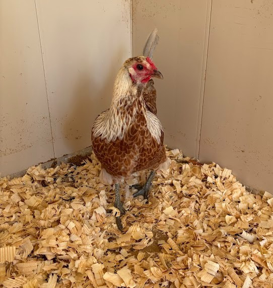 12 + Extras - F1 Olive Egger Hatching Eggs (NPIP# 34-785)