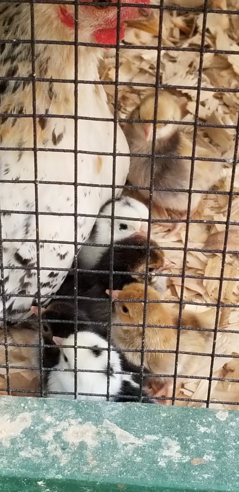 Serama Bantam Eggs. 1 Dozen + extras. Video NO RESERVE!!!