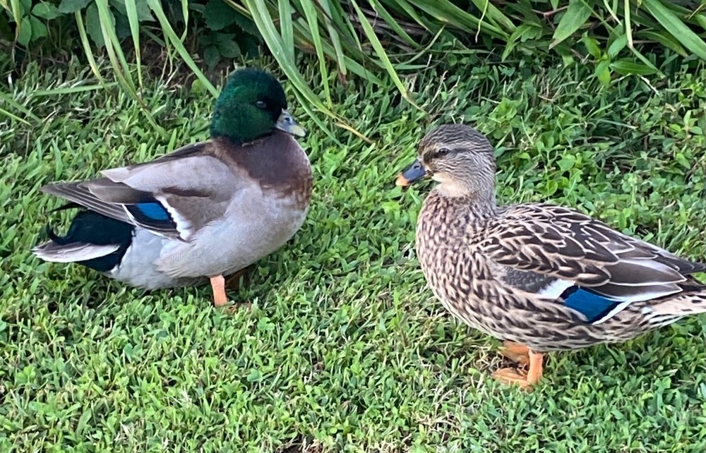 🐣CALL DUCK EGGS 🌷Ready 2 Ship! Three (3) + Assorted