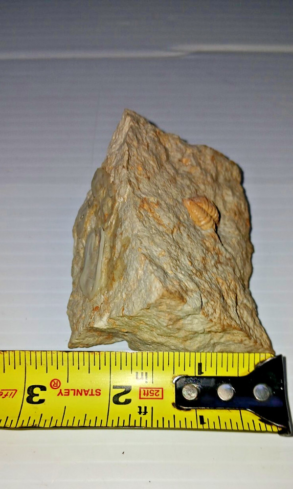 Trilobite Fossil