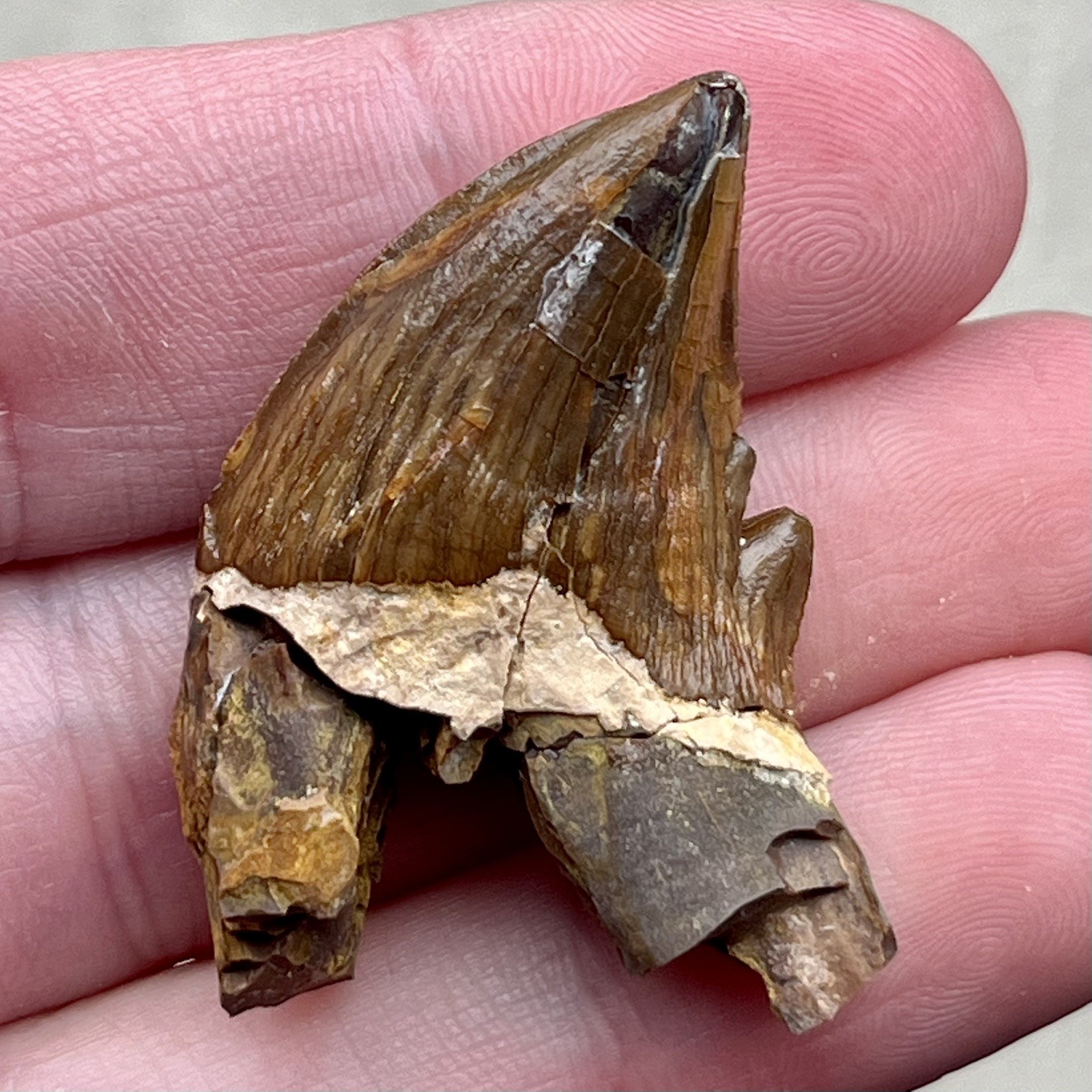 Ankylorhiza Tooth Fossil - Summerville SC - Marine Mammal