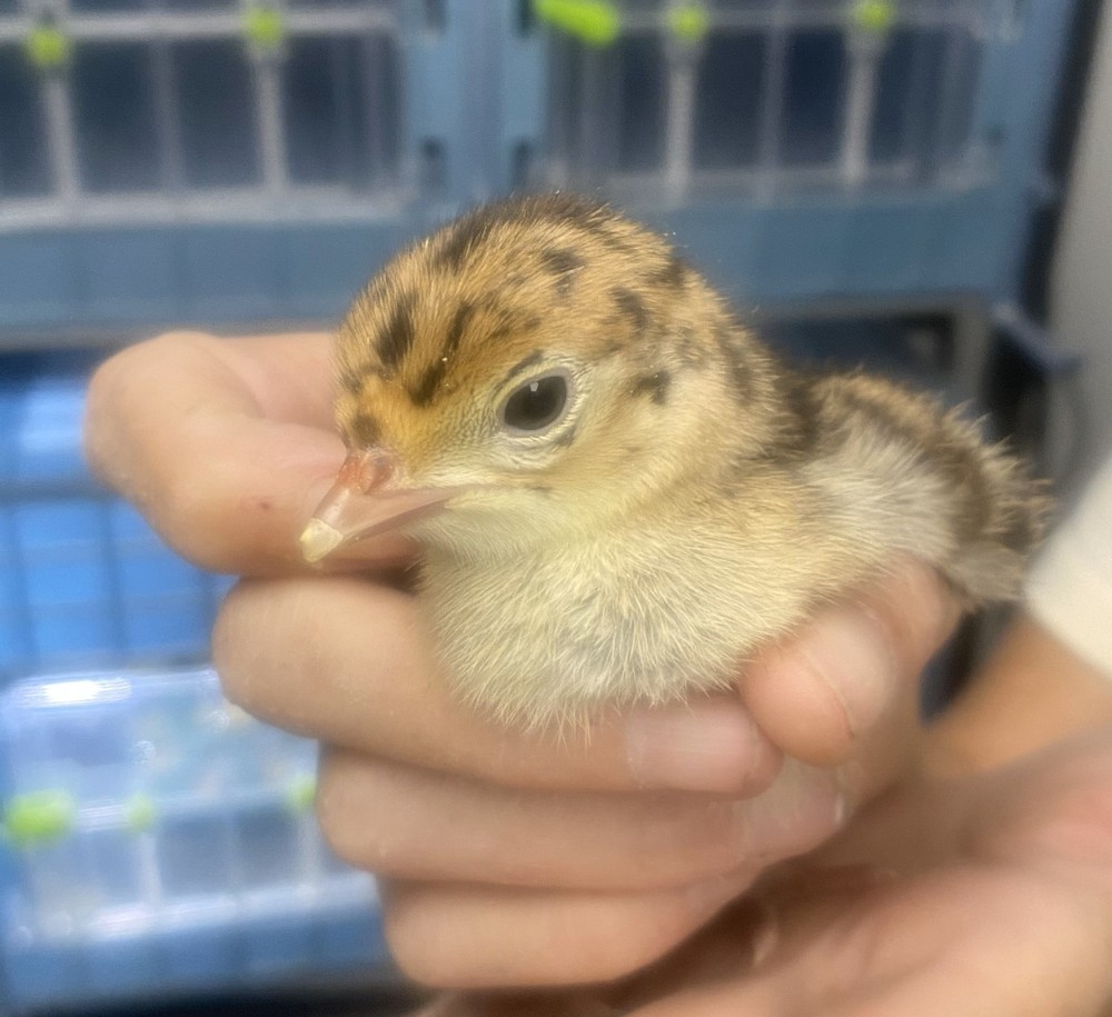 Osceola Turkey Hatching Eggs (One Dozen)