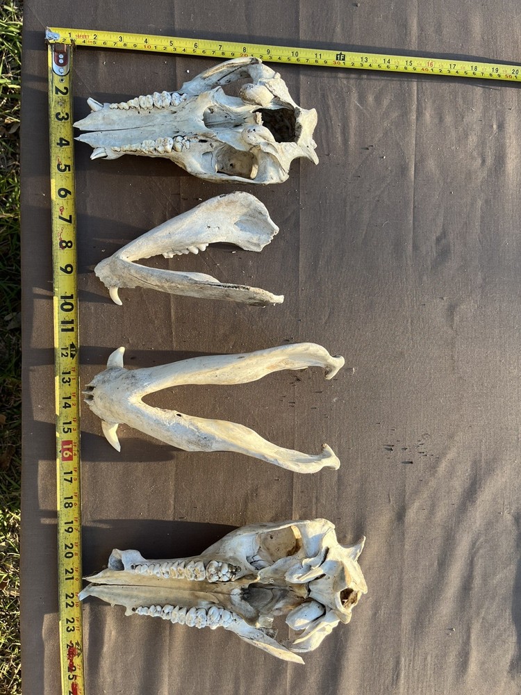 Real Authentic Texas Pig Hog Skulls With Lower Jaw Bone