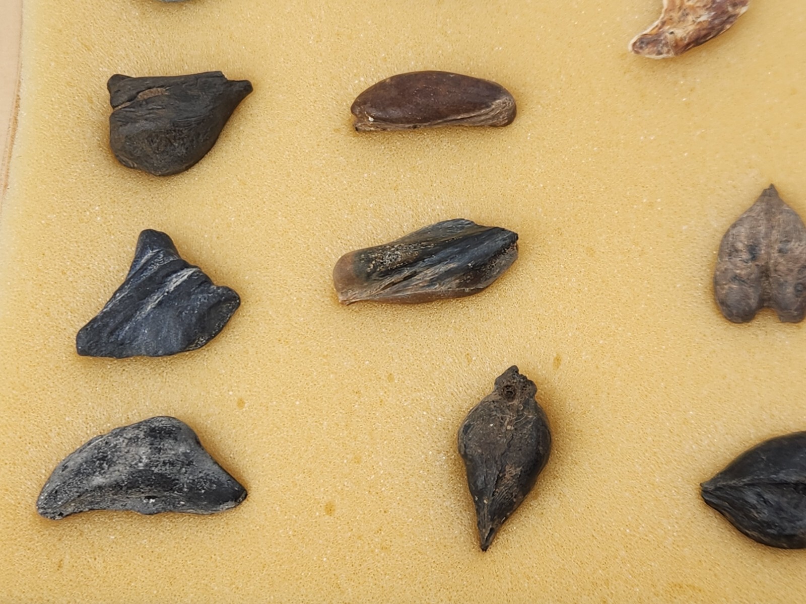 Fish Swim Bladder Fossil - Florida - 1 Per Purchase