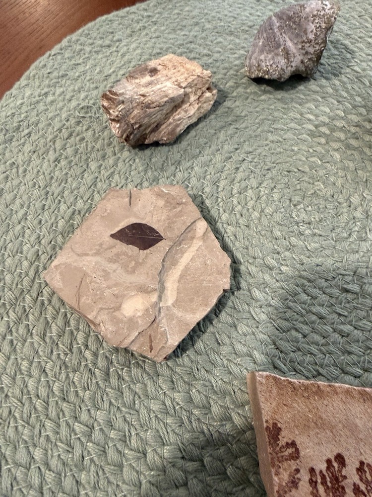 Assorted Fossil Specimens