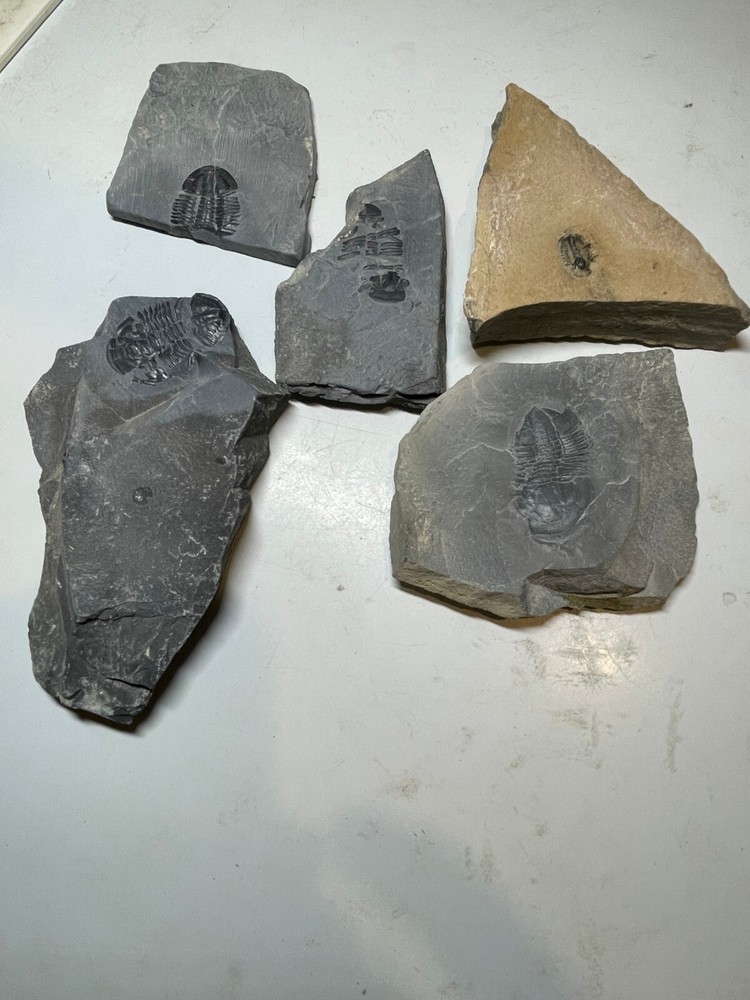 FIVE ASAPHICUS PARTIALS ON MATRIX