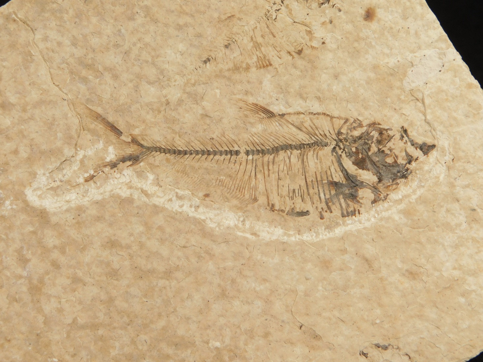 X-RAY Bones! 50 Million Year Old Diplomystus FISH FOSSIL Wyoming 152gr