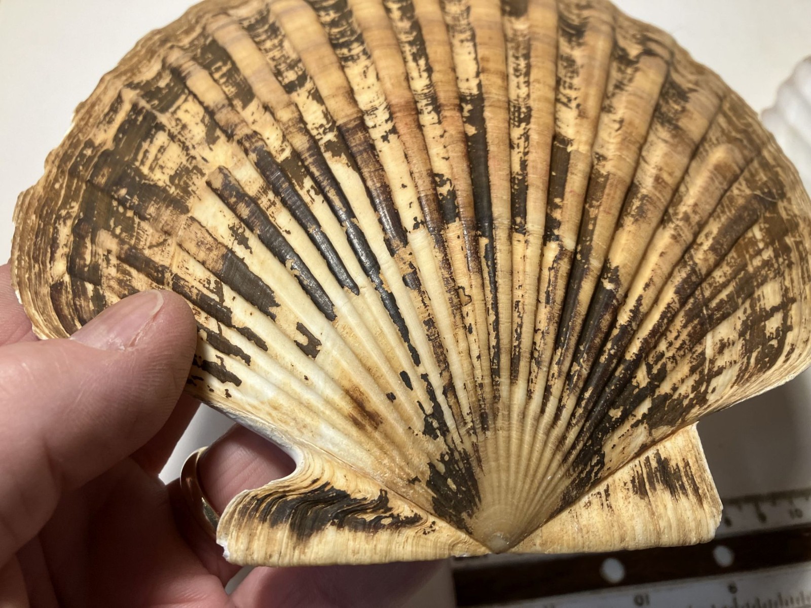 Patinopecten caurinus. Weathervane Scallop. Great Shape. 180 mm.