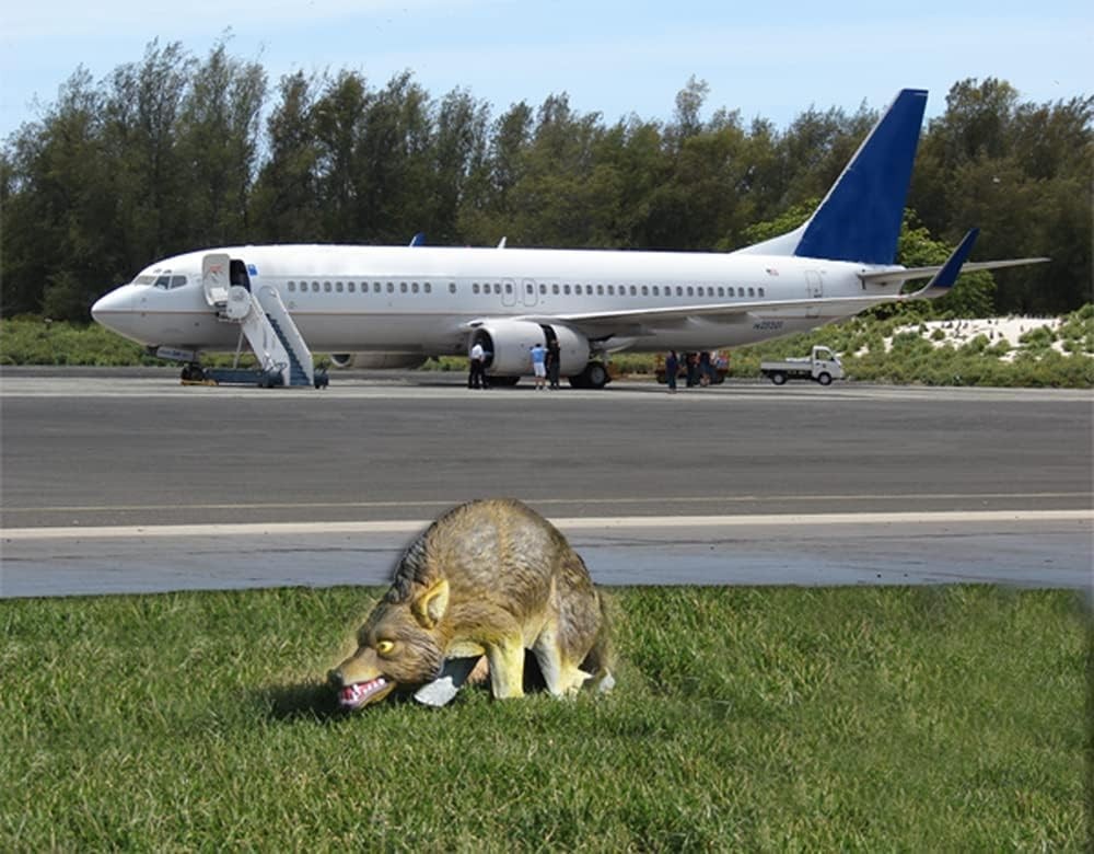 Innovative 3D Coyote Decoy: Realistic Predator Model for Safe Bird Deterrence