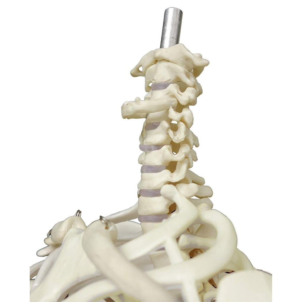 Lightweight 33.5'' Human Skeleton Model - Ideal for Medical Learning & Display