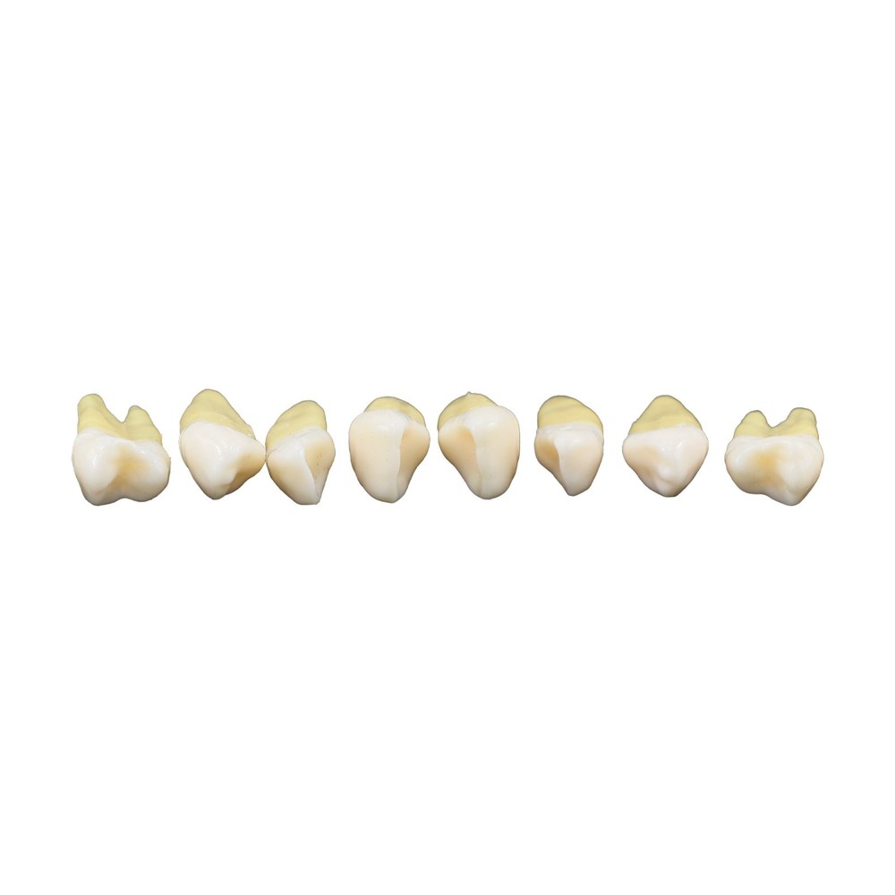 M7021 Standard Replacement Teeth 28Pcs Training Demonstration Study Teeth