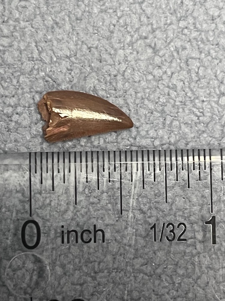 Abelisaur Tooth