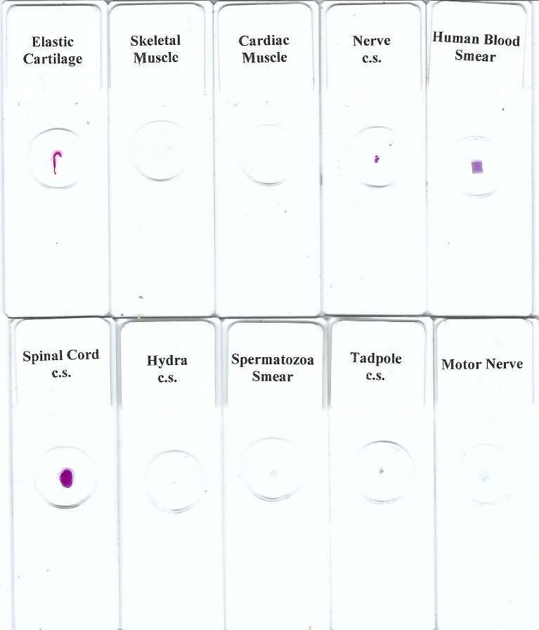 Assorted Microscope Slides (AO)