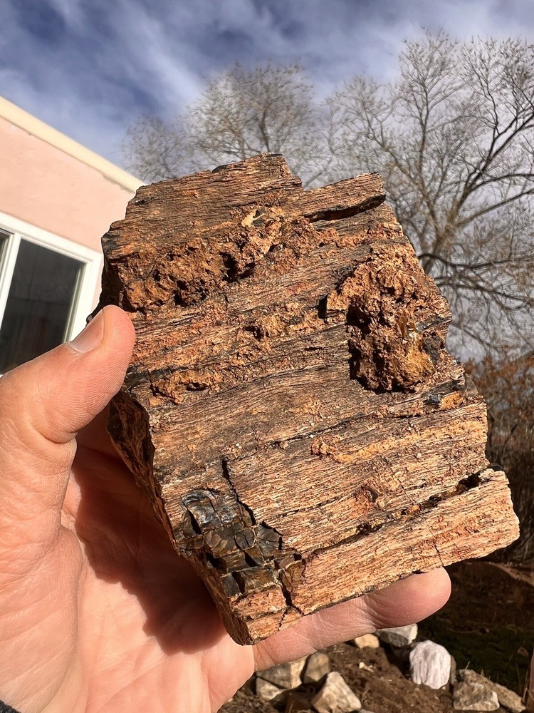 DoBell Ranch Petrified Wood