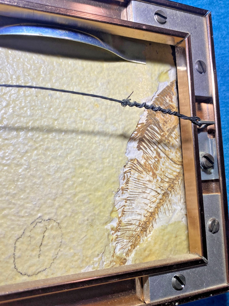 Pre-Owned Framed Knightia Fish Fossils