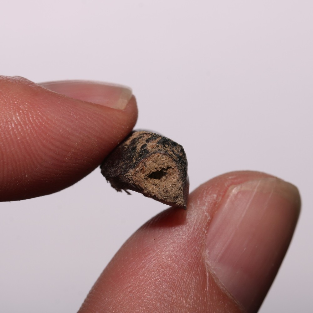 Beetle Shell Shed - Hell Creek Formation Cretaceous Beautiful Specimen