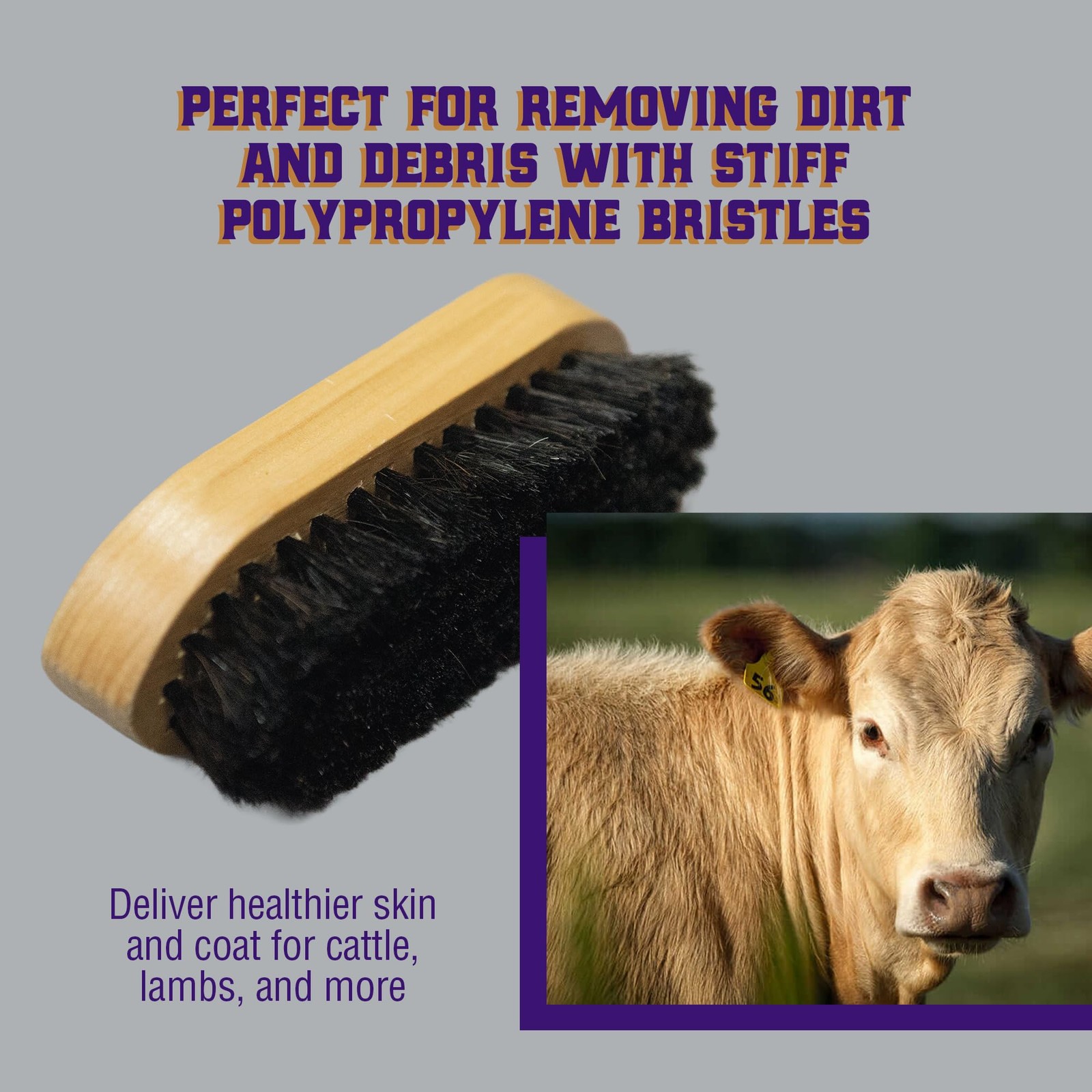 Grooming Brush for Goats, Sheep, Pigs, Cattle Stiff Bristles for Dirt Removal