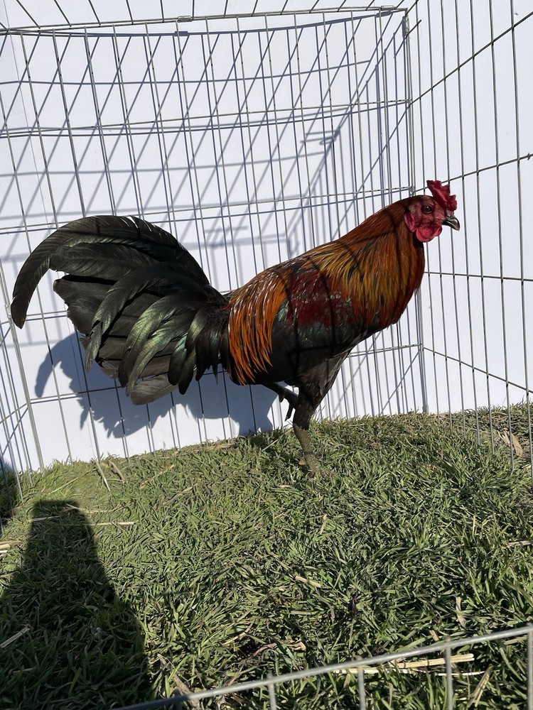 DoubleHFarm|| Fertilized 12 Hatching Eggs