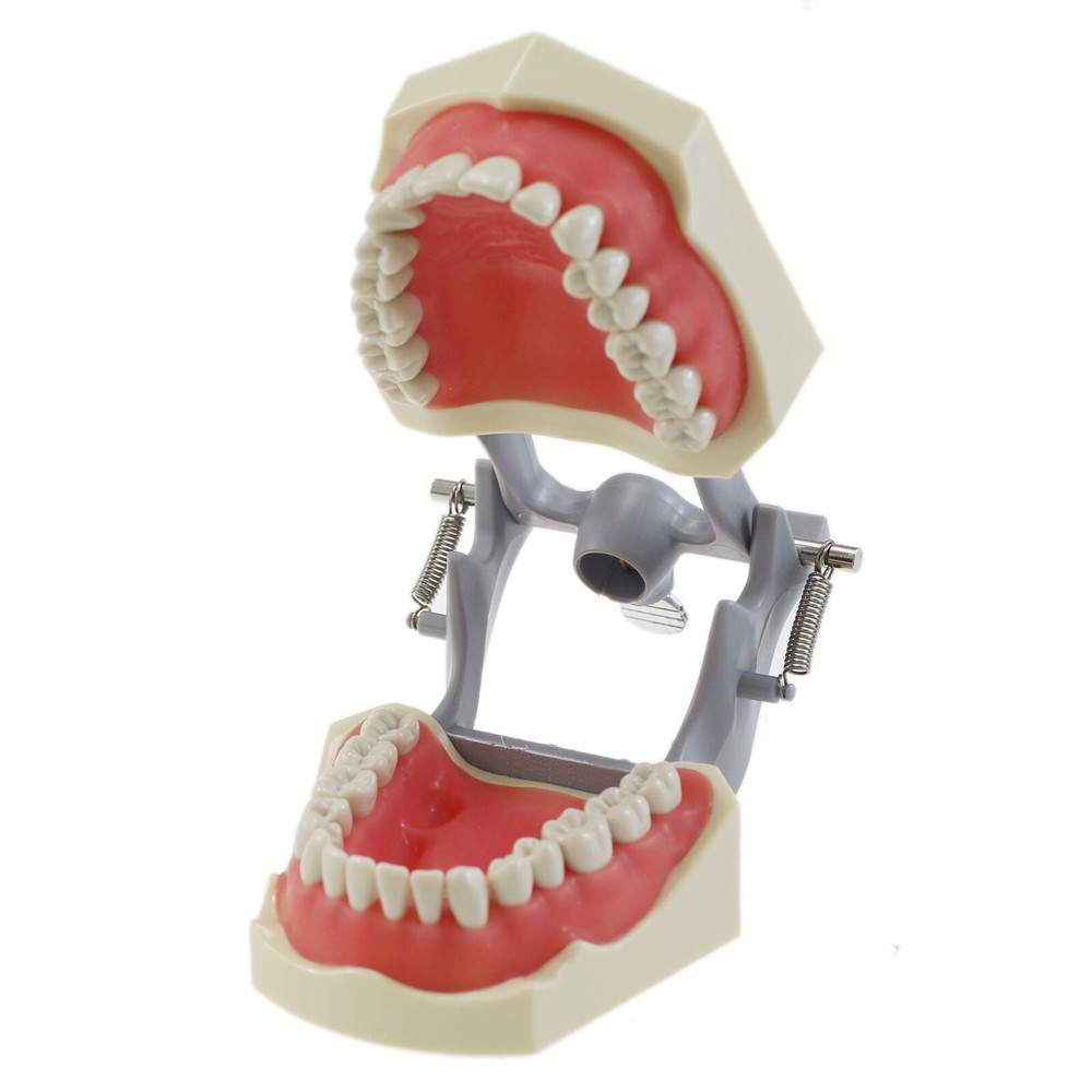 Columbia Dentoform 860 Type Dental Typodont Mounting Pole 32PCS Teeth Removable
