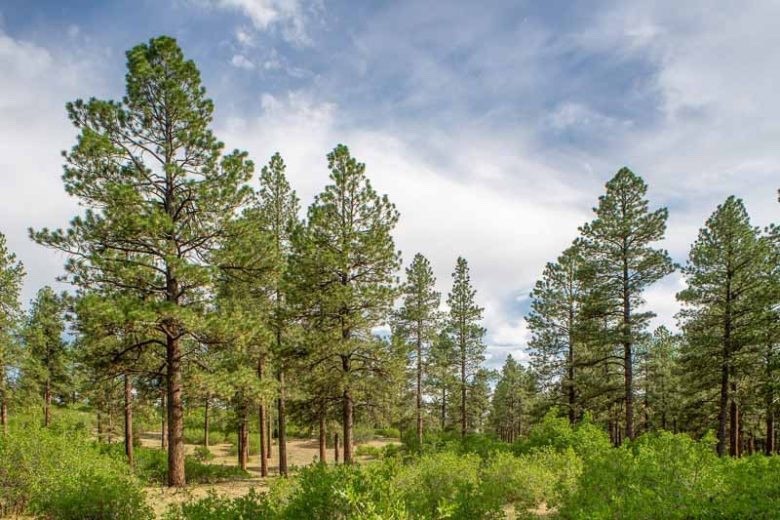3 Ponderosa Pine Tree 6-12" Tall Starter Tree