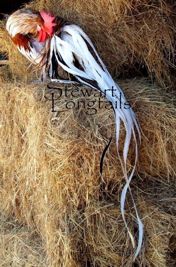 6+ Assorted color Phoenix longtail Chicken hatching eggs L@@K!