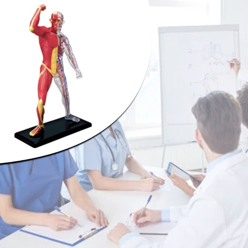 Miniature Muscular System Model Human Muscles Anatomy Model Assembling Toy