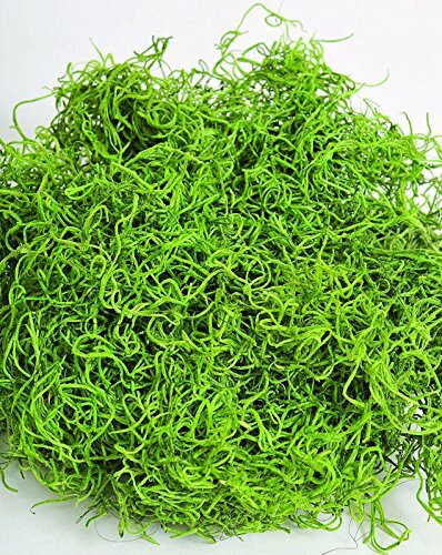 Dried Spanish Moss colors -- 3lb Bulk Green