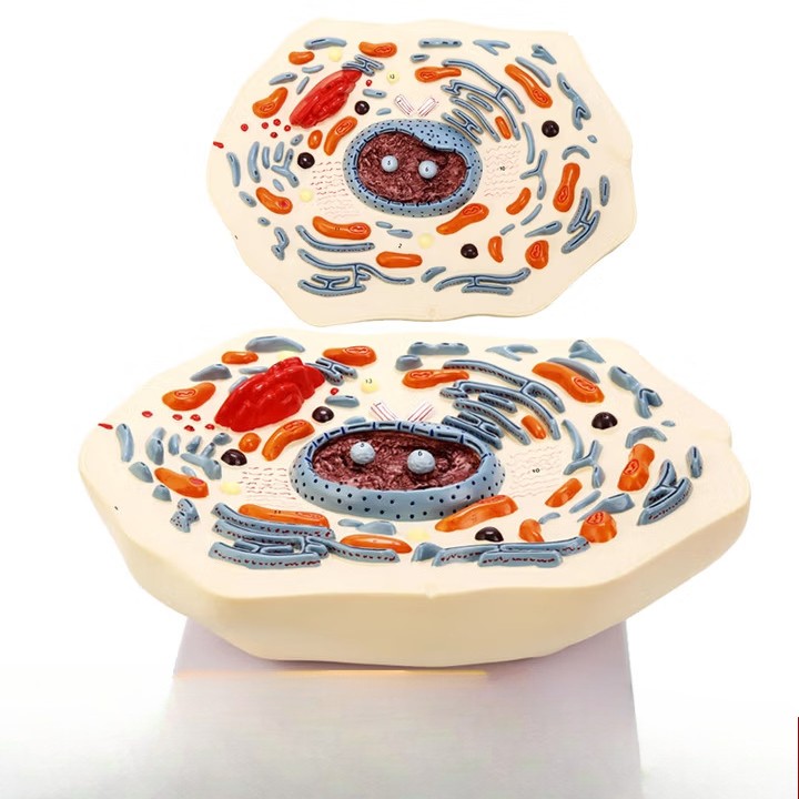 Animal Cell Mitosis Structure Magnify Model Animal Cell Model