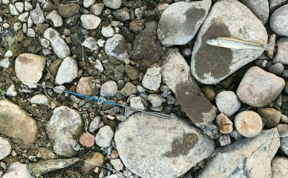 OTS Needles® Baiting Needles Minnow Needles