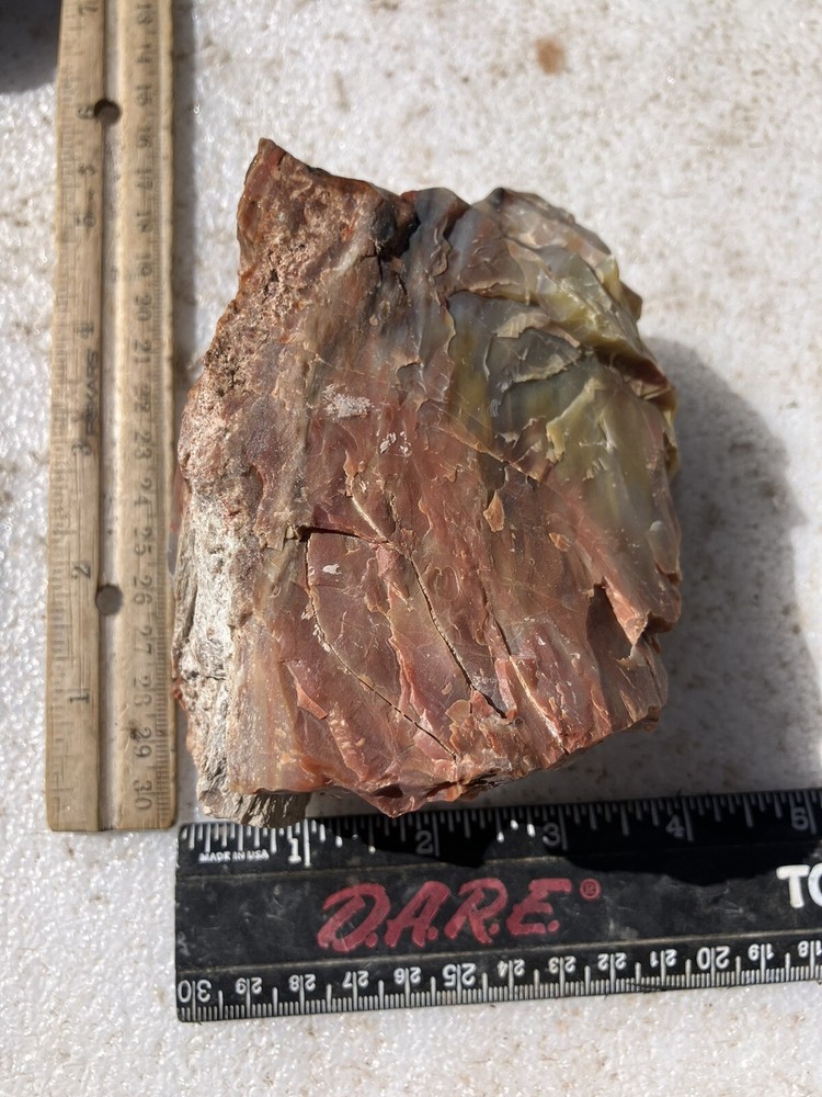 Arizona Petrified Wood