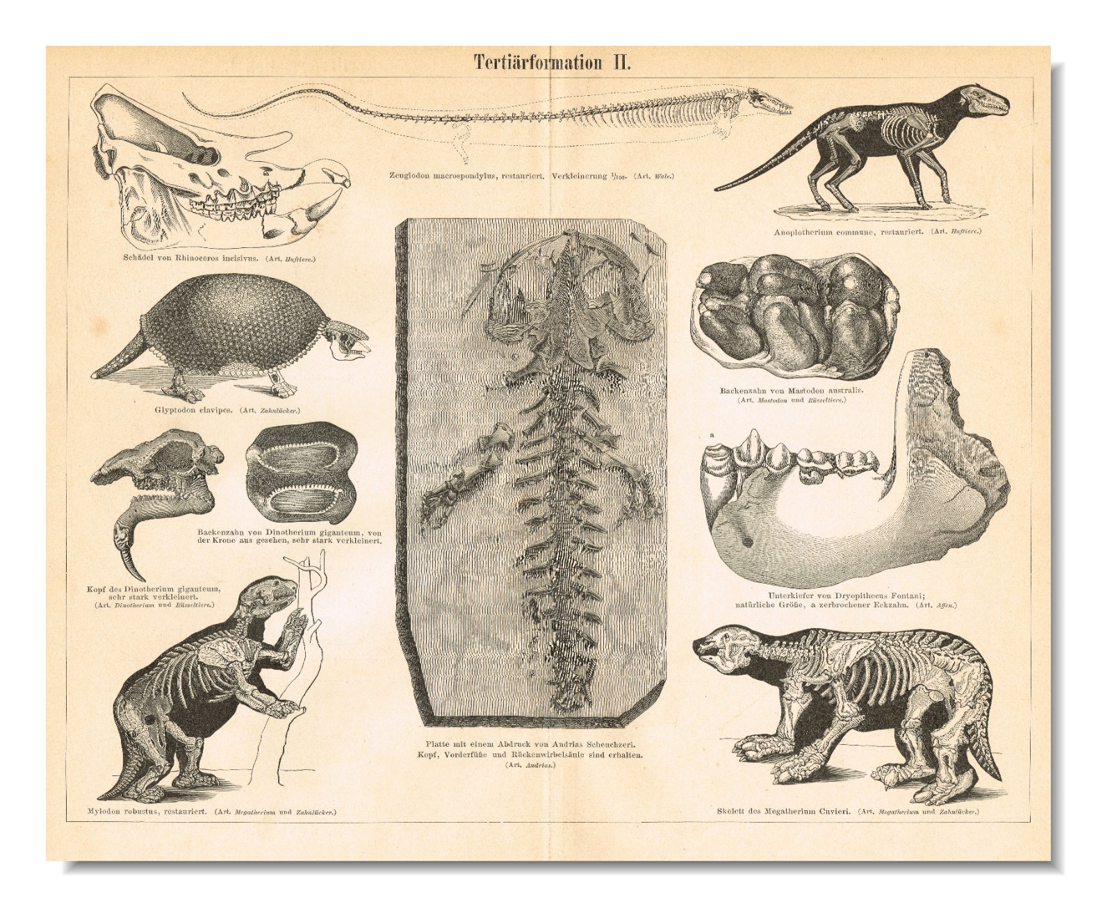Paleontology Tertiary Geologic Period Paleogene  FOSSILS  Antique Print 1892