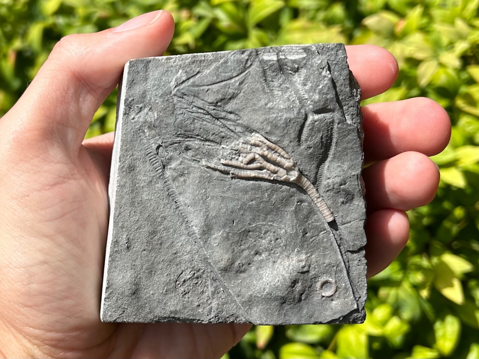 Canada Fossil Crinoid Cupulocrinus humilis NICE Ordovician Age Brechin Ontario