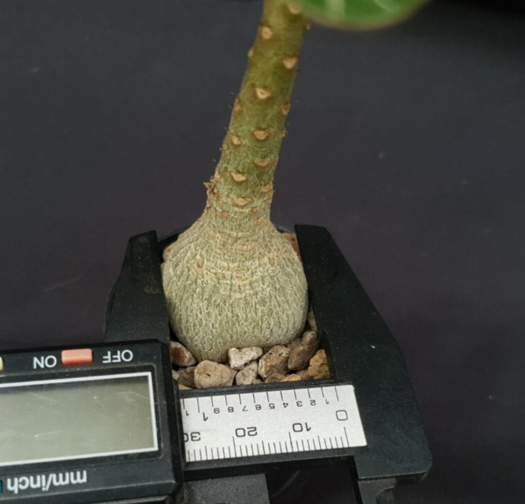 H19: Adenium socotranum