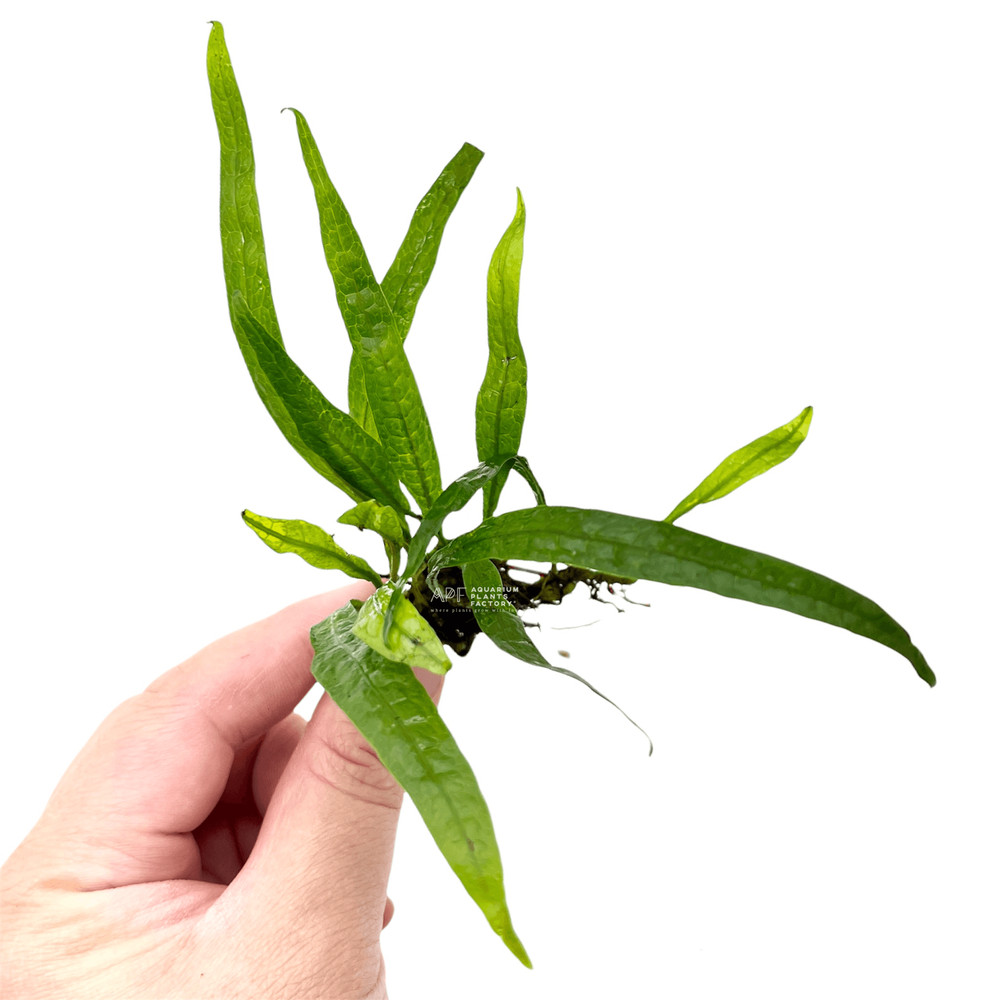 Java Fern Philippine Mini | Aquarium Plants Factory®