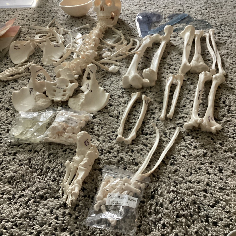 SKELETAL SYSTEM COMPLETE MODEL UNIVERSITY QUALITY REALISTIC