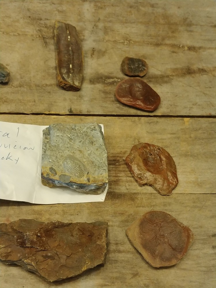 Fossil Lot 34 Total Pieces
