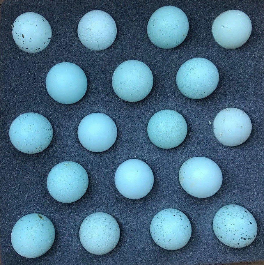 11+ **WHITE Feather** Celadon Blue Coturnix Quail Hatching Eggs