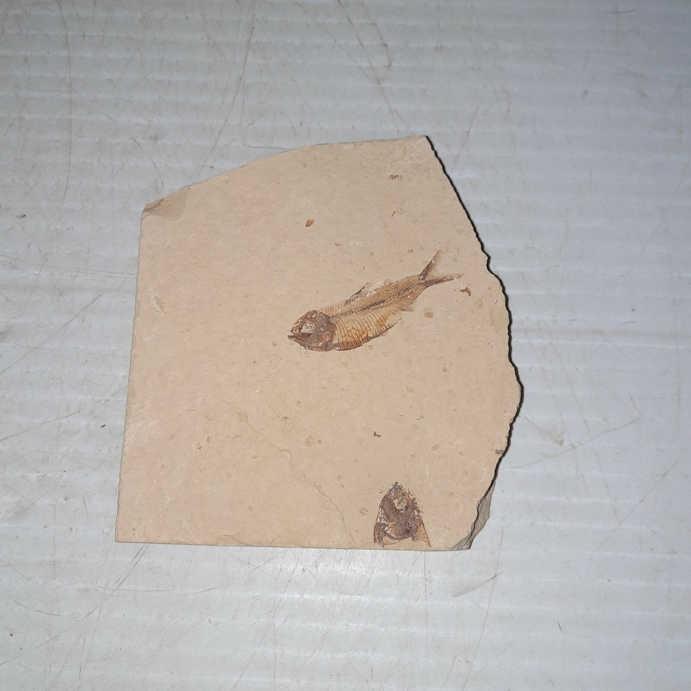 Fossil Fish Plate with One Fish and a Partial Fish