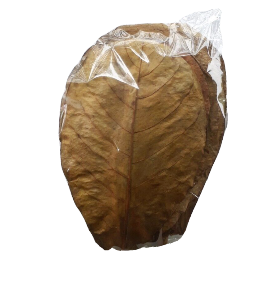 120g LARGE Indian Almond Catappa Ketapang Leaf Leaves Aquarium Betta Fish Shrimp