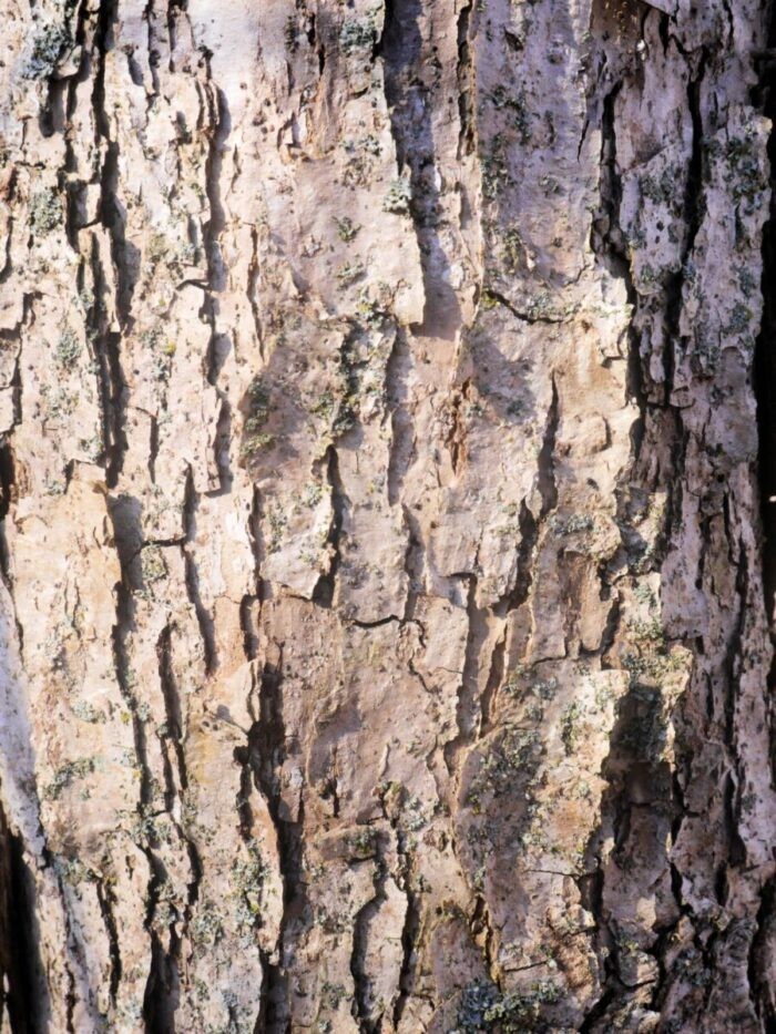 1 Swamp White Oak Tree 12-24" Quercus bicolor Bare Root