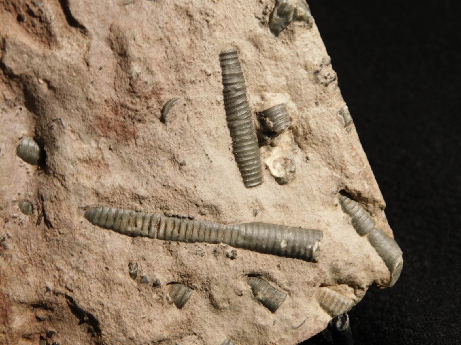 430 Million Year Old! CRINOID Fossil or Sea LILY Fossil Morocco 669gr