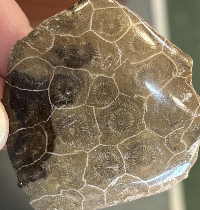Petrified Coral End Polished