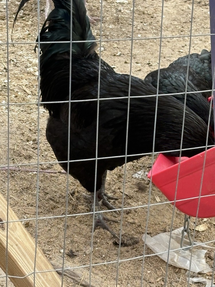 Black Australorp Hatching Eggs. Pure Bred. 6 Hatching Eggs