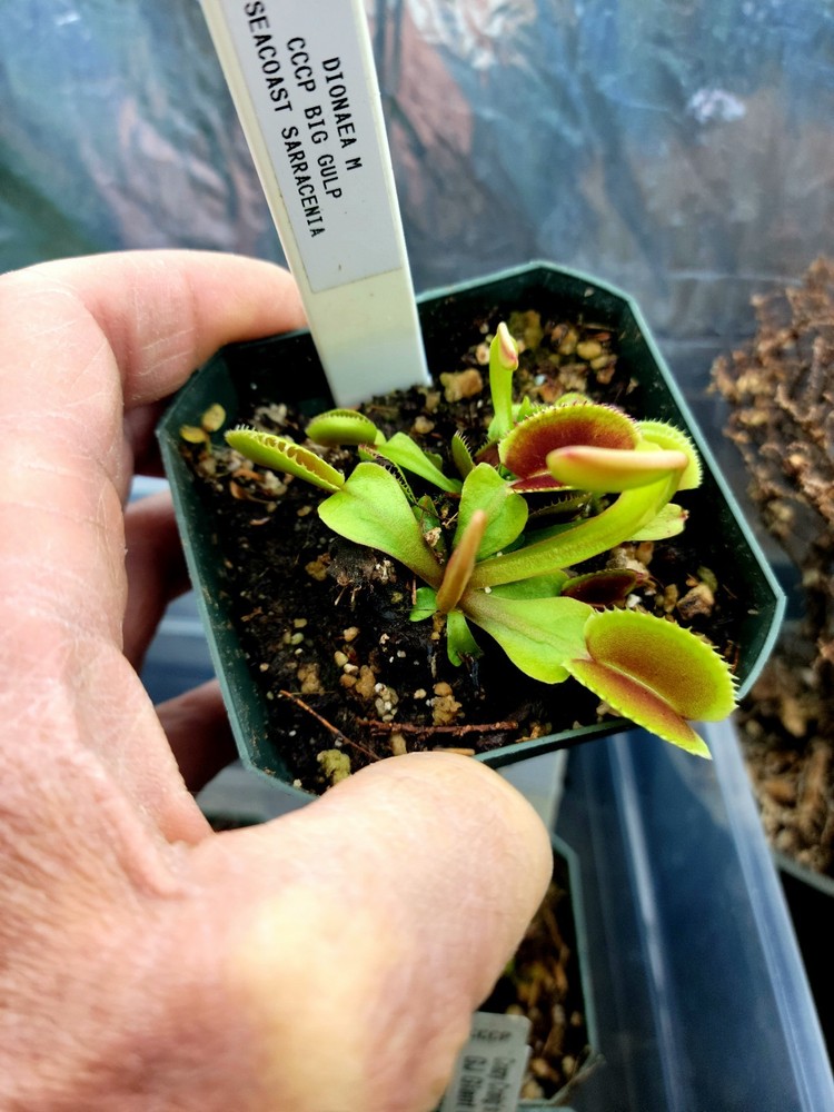 Dionaea M 'CCCP Big Gulp venus flytrap RARE