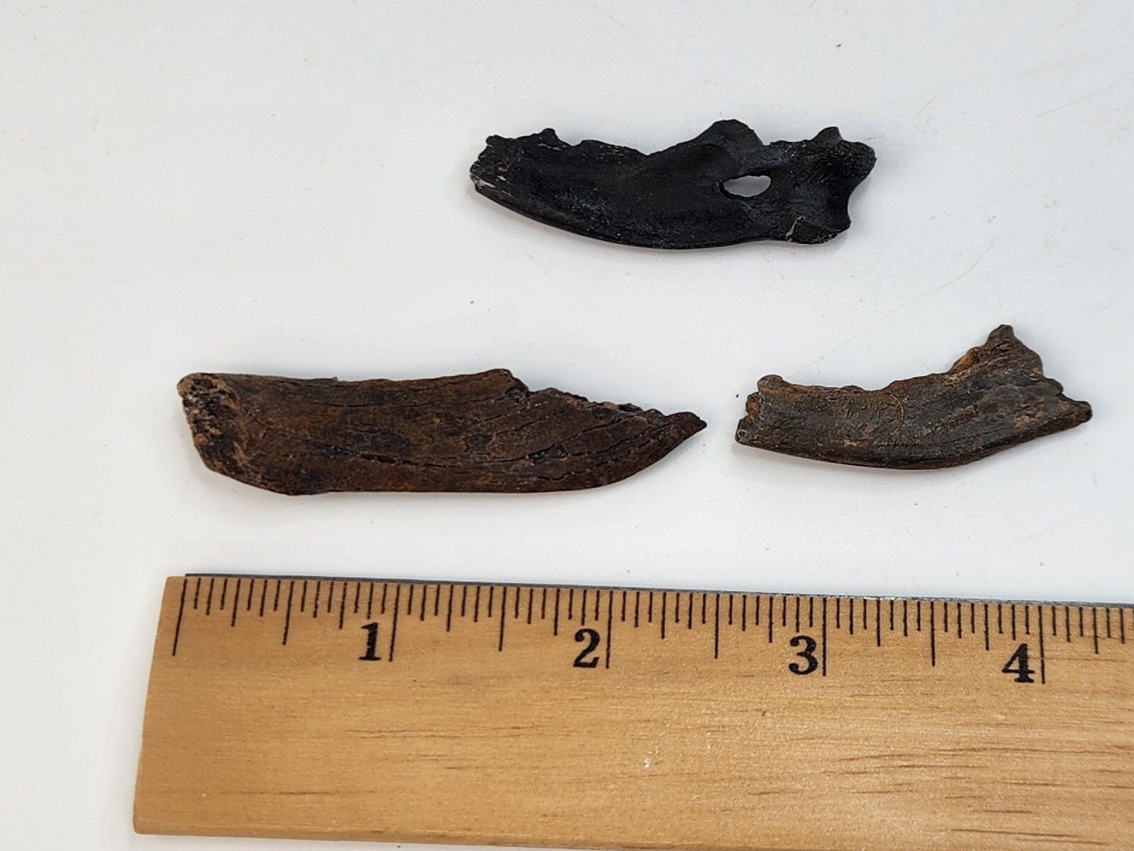 Mammal Jaw Fossil - Florida - Pleistocene Ice Age - 1 Per Purchase