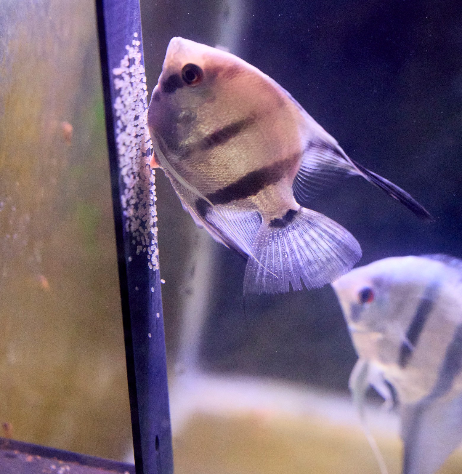 Angelfish & Discus Breeding Slate for Aquariums - Choose Color